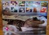 An Alligator for Every Occasion- Calendar 2022