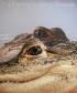 An Alligator for Every Occasion- Calendar 2022